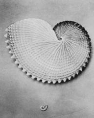 Betty Herrera