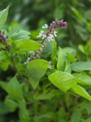 Areej Mohamed Elmoursi