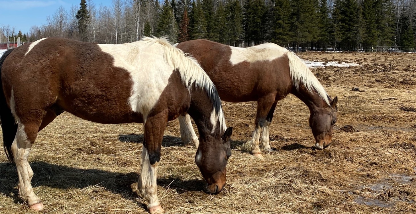 Horse owners ultimate extension