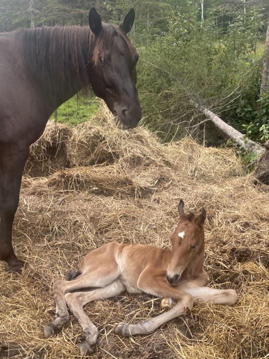 Baby #2!