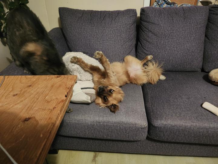Doggo Time 