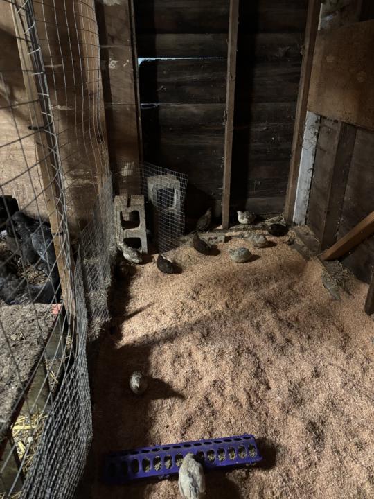 Learning about our birds