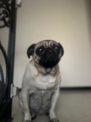 Leonardo Villavicencio