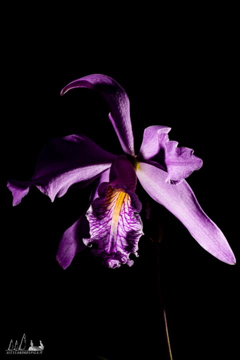 Cosa è questo silenzio? 😅