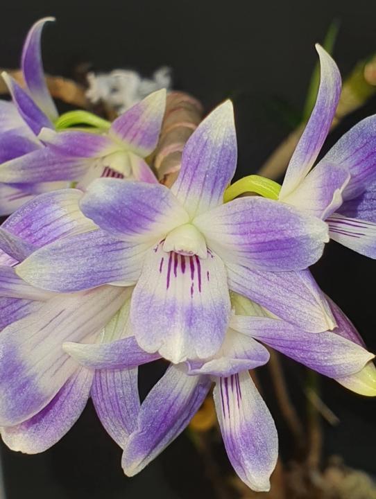 Dendrobium victoria reginae 