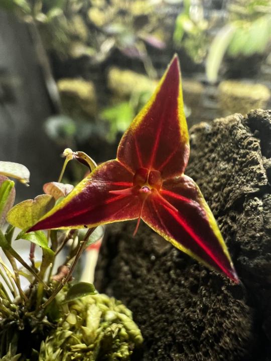 Ciao a tutti mi presento con una lepa. Golondrina 