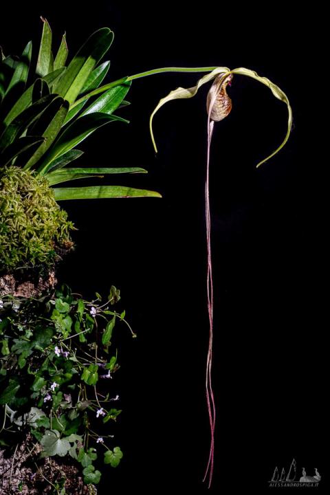 Phragmipedium humboldtii 'Fortuna'