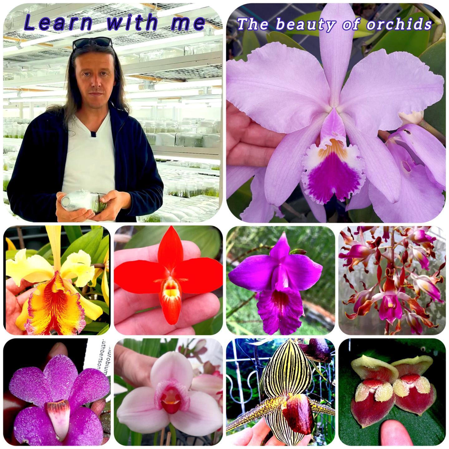 The Orchids Collector