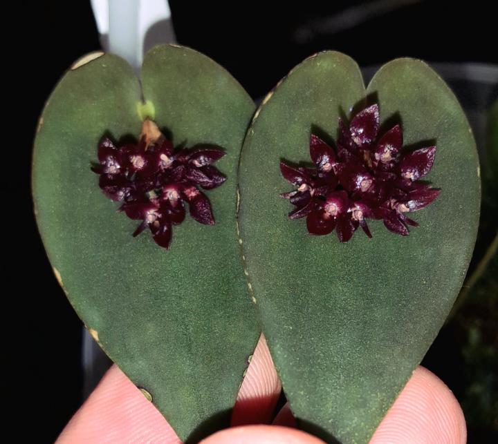 Nuovo giorno nuovi gioielli,godeteveli!!