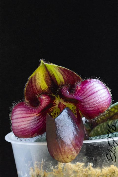 Il bello (im)possibile!