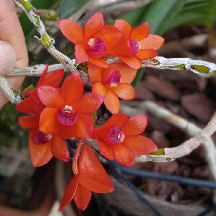 Dendrobium