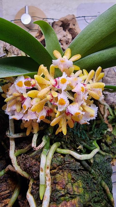 Ho poco da fare vedere, questa è la prima fioritura casalinga del Gastrochilus obliquus , direi generosa e non  ho utilizzato filtri 