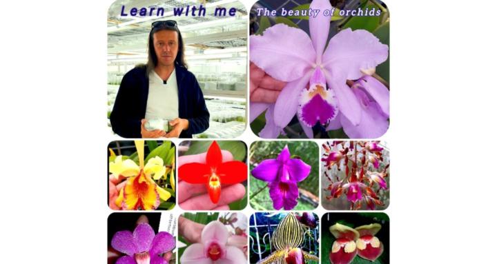 The Orchids Collector