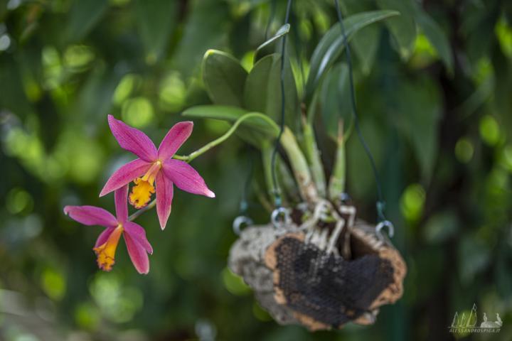 Cattleya Raquel Rasuk