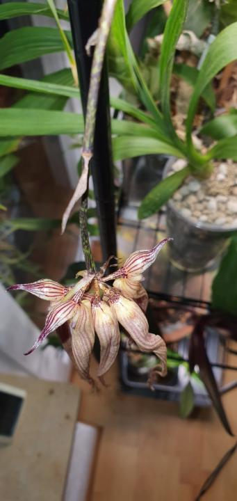 Bulbophyllum longissimum 