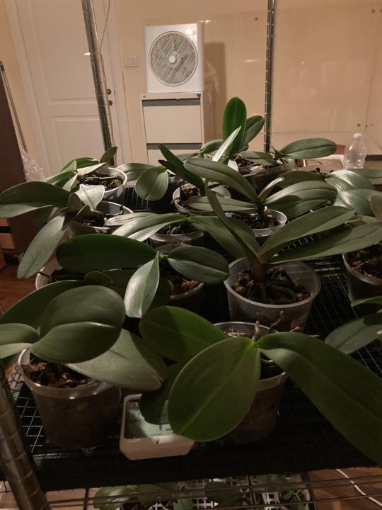 Ciao a tutti attualmente la maggior parte del tempo lo dedico alle phalaenopsis che ho coltivato ed impollinato io