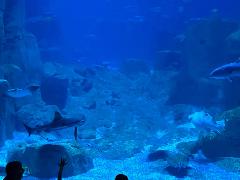 Fatemeh Farrash Khiabani