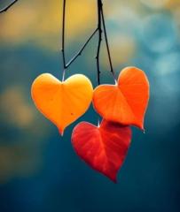 وسن سعود مجيد