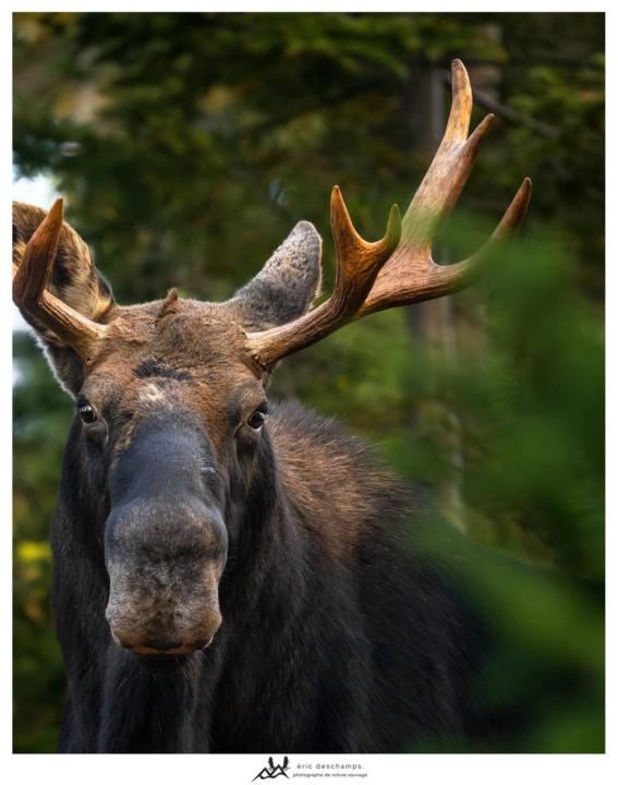 Moose