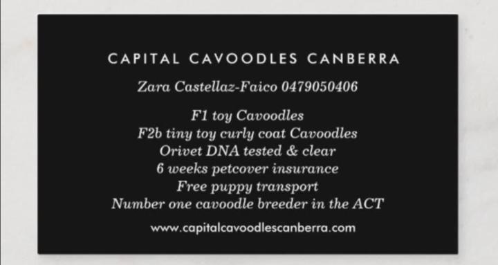 CCC Puppy/Breeder/Trainer Team
