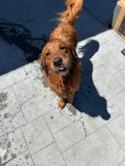 Brian White