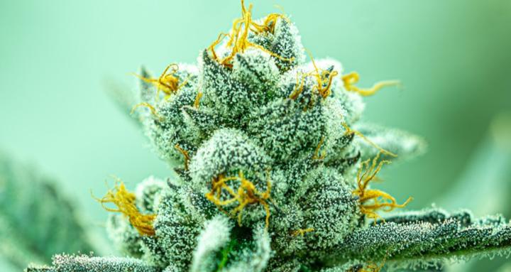 Cannatract Co.- The Greenprint