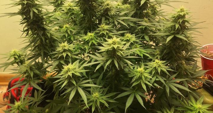 Growing Weed Indoors