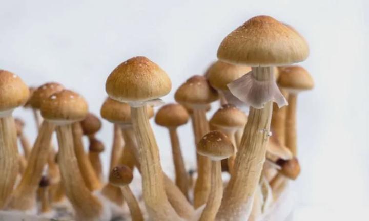 Have you tried Mushrooms recently?