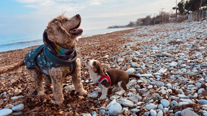 Αγγελική Παππά