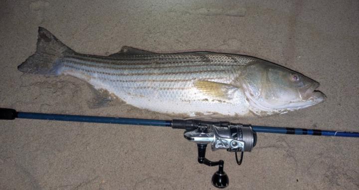 NJ Striped bass fishing