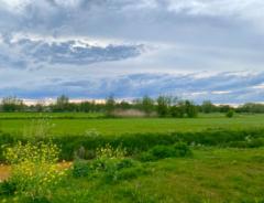 Marieke Van Spronsen