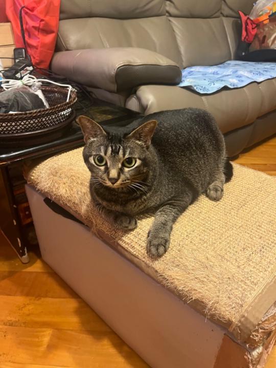 Tsz Ting Cheng