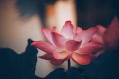 Emerging Lotus