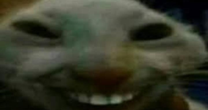Excuseless 100MMM