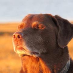 Jose Abel Castellanos Joo