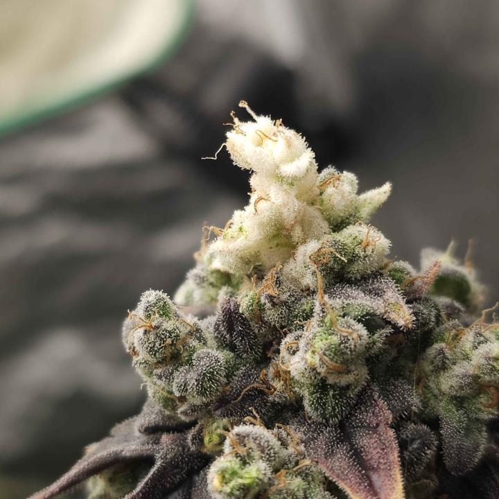 Welcome to the smoking lounge!