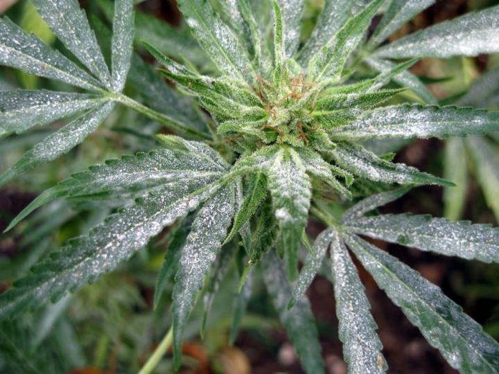 Powdery Mildew Prevention in an Indoor Grow Tent