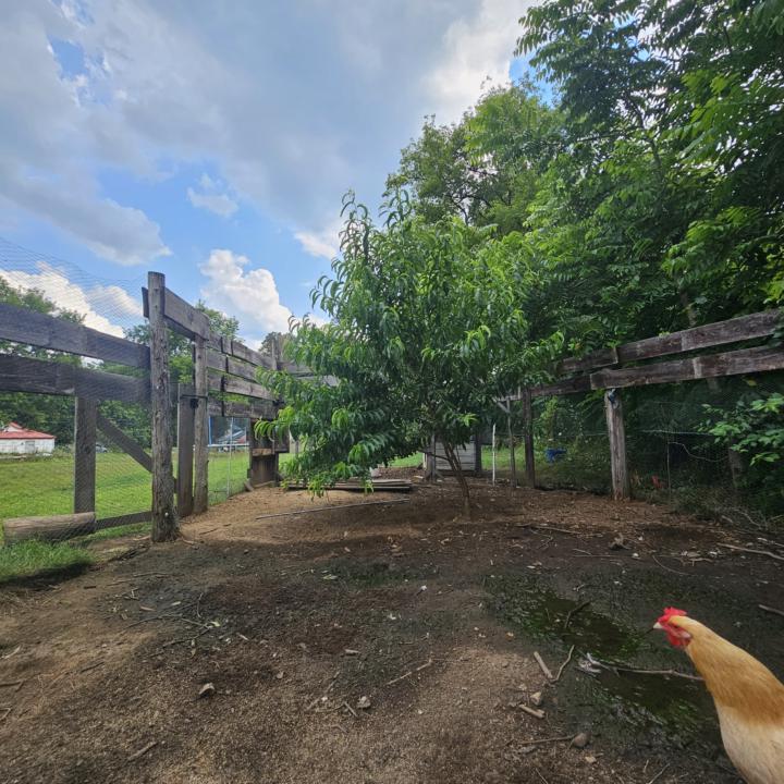 ​🌱 The Secret to "Free" Fertilizer: How to Grow Your Own Nitrogen