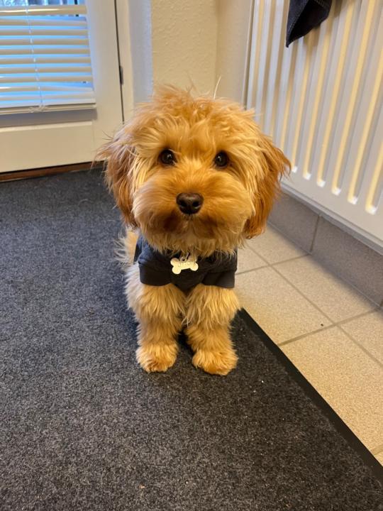 Julie Færge Pedersen