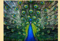 Иванка Бегова