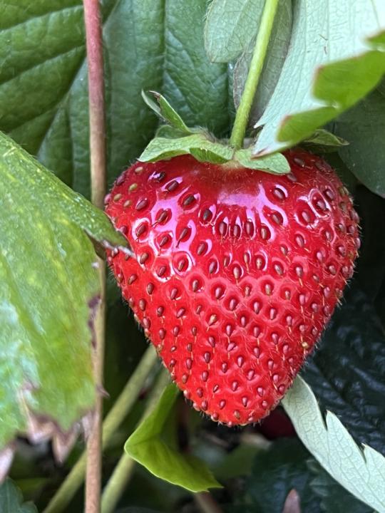 Oooh surprise in my garden