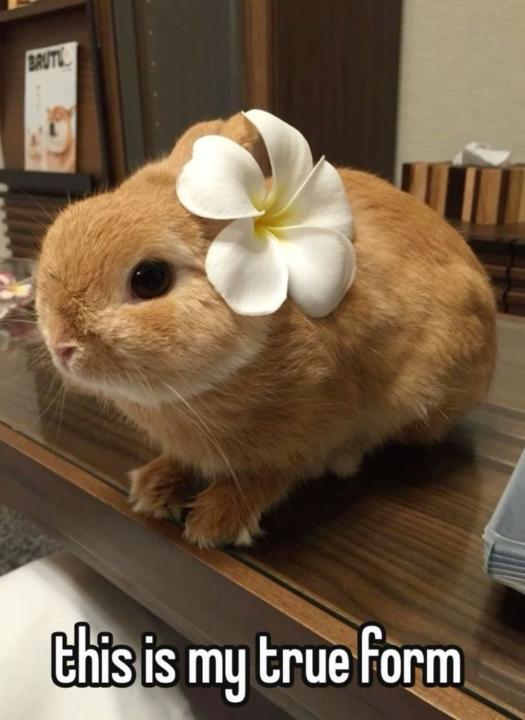 Bia Purin