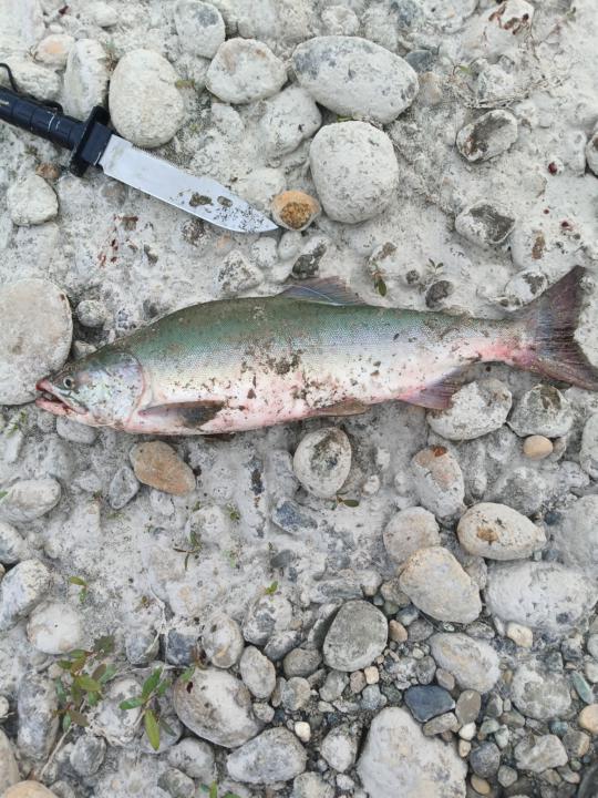 So I was fishing the Skagit River this last weekend and the water was pretty muddy but I still reeled in a pretty nice humpy