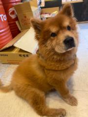 Xiao F