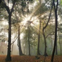 Edwin Yip