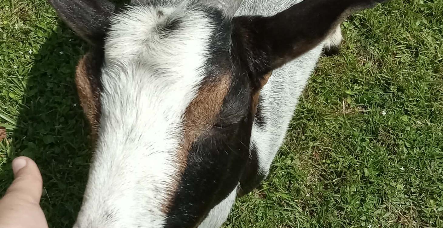 Basic Goat Cheese