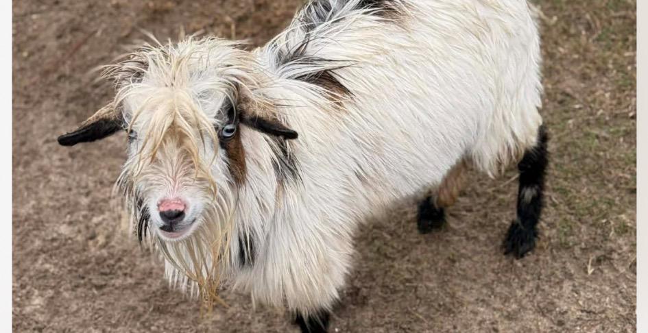 Basic Goat Care