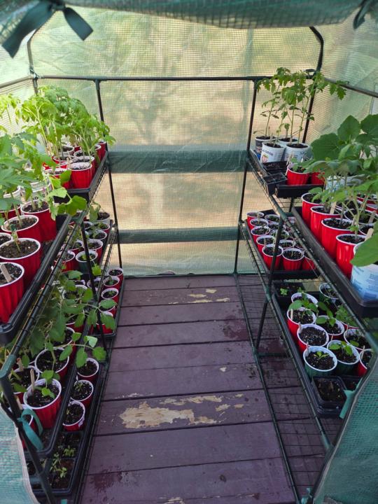 The plants in our greenhouse