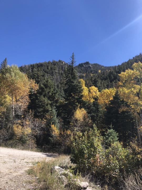Sharing My Wilderness Home
