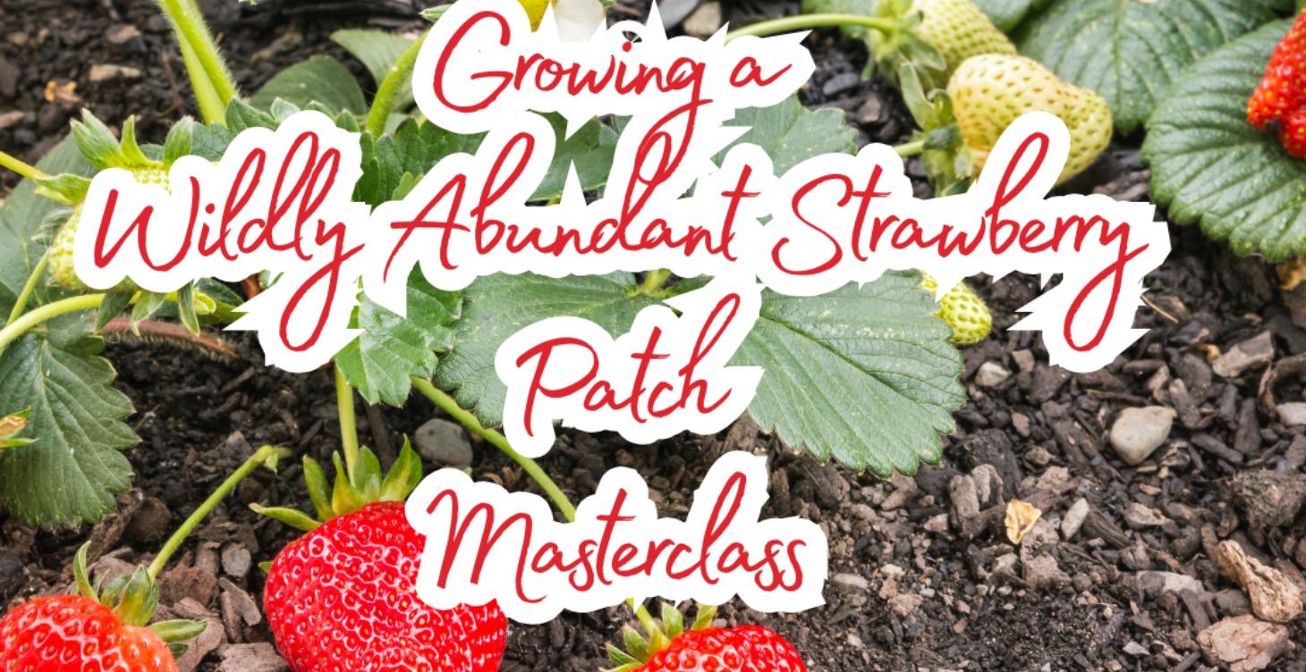 How to Grow a Wildly  Abundant Strawberry Patch